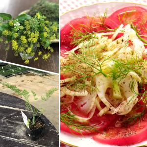 ハーブ 苗 スイートフェンネル(種類 栽培 ハ...の詳細画像4
