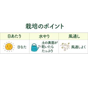 ハーブ 苗 スイートフェンネル(種類 栽培 ハ...の詳細画像5