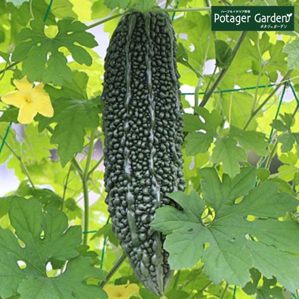 野菜 苗 ゴーヤ ネット付き（カーテン セット 栽培セット 立掛け 青汁 ゴーヤ茶 ゴーヤ粉末 ゴー...