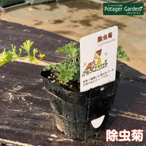 ハーブ 苗 除虫菊（蚊取り線香 白 シロバナムシヨケギク 蚊連草 効果 成分 マーガレット 除虫菊とは 猫 虫除け 虫よけ 玄関 虫除けネット 犬）