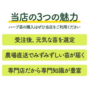 ハーブ 苗 除虫菊(蚊取り線香 白 シロバナム...の詳細画像5