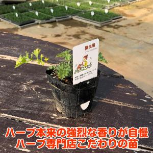 ハーブ 苗 除虫菊(蚊取り線香 白 シロバナム...の詳細画像1