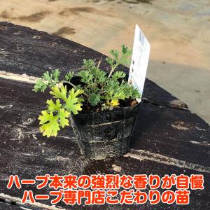 ハーブ 苗 除虫菊(蚊取り線香 白 シロバナム...の詳細画像2