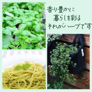 ハーブ 栽培キット 苗 セット 4個 ブリキプ...の詳細画像3