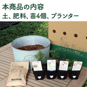 ハーブ 栽培キット 苗 セット 4個 ブリキプ...の詳細画像4