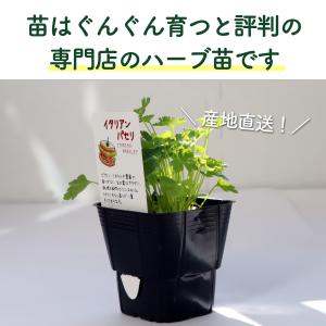 ハーブ 栽培キット 苗 セット 4個 ブリキプ...の詳細画像5