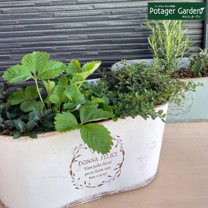 ハーブ 栽培キット 苗 セット 3個 ブリキプランター 種類 栽培 苗 種 寄せ植え 初心者 花 ハーブティー ハーブガーデン 送料無料 Kit Dana5626 ハーブ苗のポタジェガーデン 通販 Yahoo ショッピング