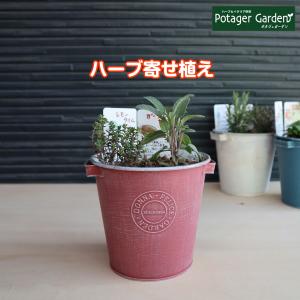 ハーブ 寄せ植え DONNA S 赤 苗2個(育...の商品画像