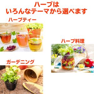 ハーブ 寄せ植え DONNA S 赤 苗2個(...の詳細画像2