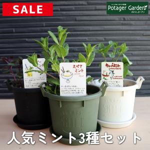 ハーブ ミント 苗 3種（セット プラ製プランター かわいい 寄せ植え ハーブティー ハーブガーデン 観葉植物 送料無料 家庭菜園 女子力 鉢植え 土）｜potager