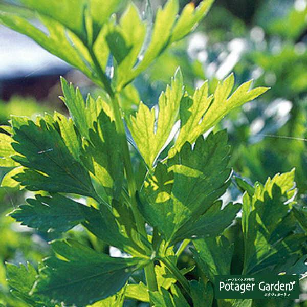 ハーブ 苗 スープセロリ（種類 栽培 ハーブガーデン ハーブティー 花 ガーデニング 栽培キット）