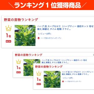 ハーブ 苗 スープセロリ(種類 栽培 ハーブガ...の詳細画像1