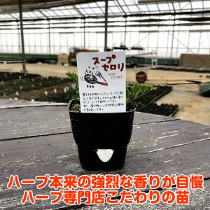 ハーブ 苗 スープセロリ(種類 栽培 ハーブガ...の詳細画像2