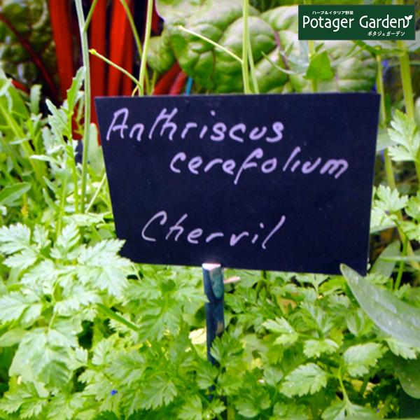 ハーブ 苗 チャービル（セルフィーユ 種類 栽培 ハーブガーデン ハーブティー 花 ガーデニング 栽...