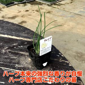 ハーブ 苗 チャイブ(シブレット 種類 栽培 ...の詳細画像2