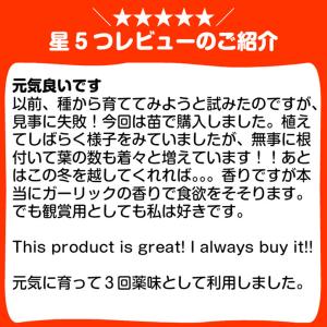 ハーブ 苗 チャイブ(シブレット 種類 栽培 ...の詳細画像4
