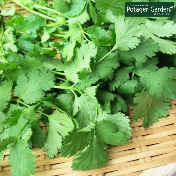 ハーブ 苗 パクチー（種類 栽培 コリアンダー ハーブガーデン ハーブティー 花 ガーデニング 栽培...