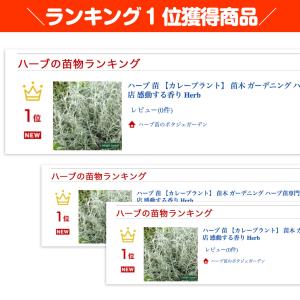 ハーブ 苗 カレープラント(種類 栽培 ハーブ...の詳細画像1