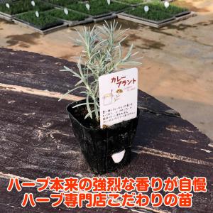 ハーブ 苗 カレープラント(種類 栽培 ハーブ...の詳細画像2