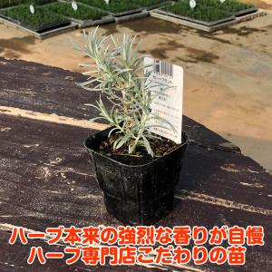 ハーブ 苗 カレープラント(種類 栽培 ハーブ...の詳細画像3