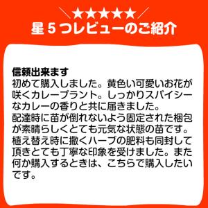 ハーブ 苗 カレープラント(種類 栽培 ハーブ...の詳細画像4