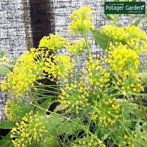 ハーブ 苗 ディル（種類 栽培 ハーブガーデン ハーブティー 花 ガーデニング 栽培キット）