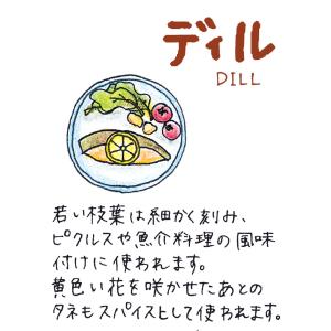 ハーブ 苗 ディル(種類 栽培 ハーブガーデン...の詳細画像1