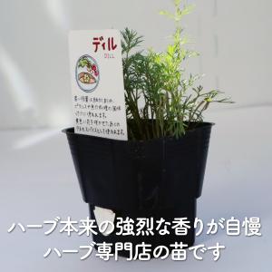 ハーブ 苗 ディル(種類 栽培 ハーブガーデン...の詳細画像2