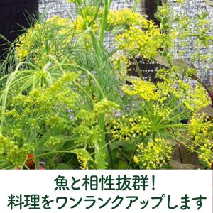 ハーブ 苗 ディル(種類 栽培 ハーブガーデン...の詳細画像3