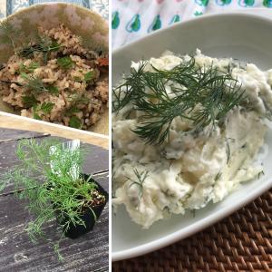 ハーブ 苗 ディル(種類 栽培 ハーブガーデン...の詳細画像4