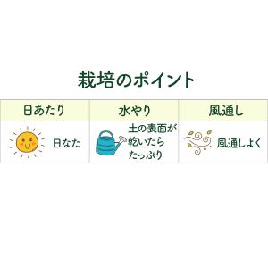 ハーブ 苗 ディル(種類 栽培 ハーブガーデン...の詳細画像5