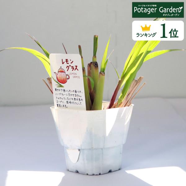 ハーブ 苗 レモングラス（種類 栽培 ハーブガーデン ハーブティー 花 ガーデニング 栽培キット）