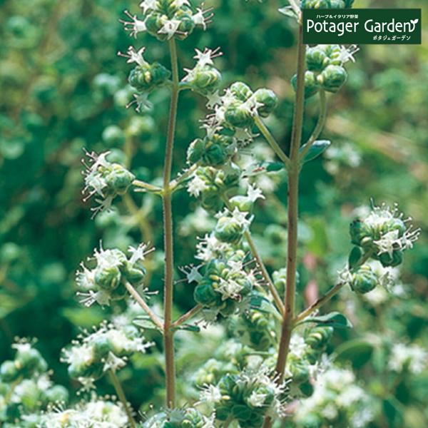 ハーブ 苗 スイートマジョラム（種類 栽培 ハーブガーデン ハーブティー 花 ガーデニング 栽培キッ...