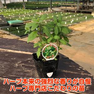 ハーブ 苗 スイートマジョラム(種類 栽培 ハ...の詳細画像1