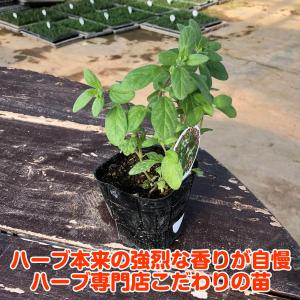 ハーブ 苗 スイートマジョラム(種類 栽培 ハ...の詳細画像2