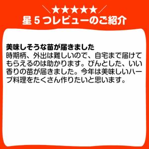 ハーブ 苗 スイートマジョラム(種類 栽培 ハ...の詳細画像3