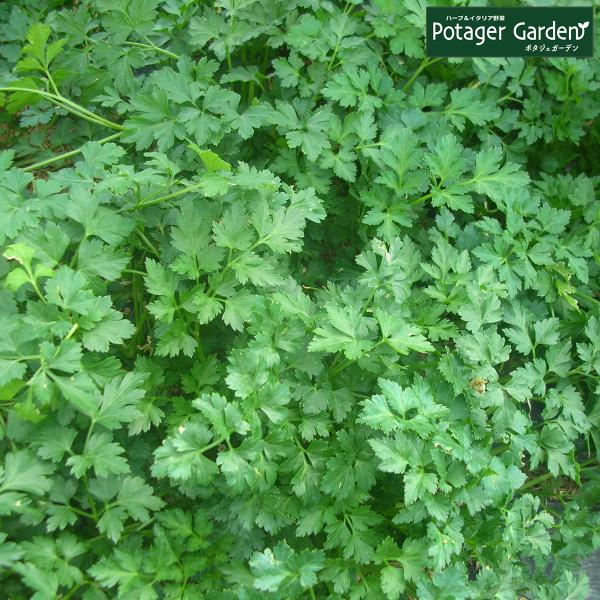 ハーブ 苗 イタリアンパセリ（種類 栽培 ハーブガーデン ハーブティー 花 ガーデニング 栽培キット...