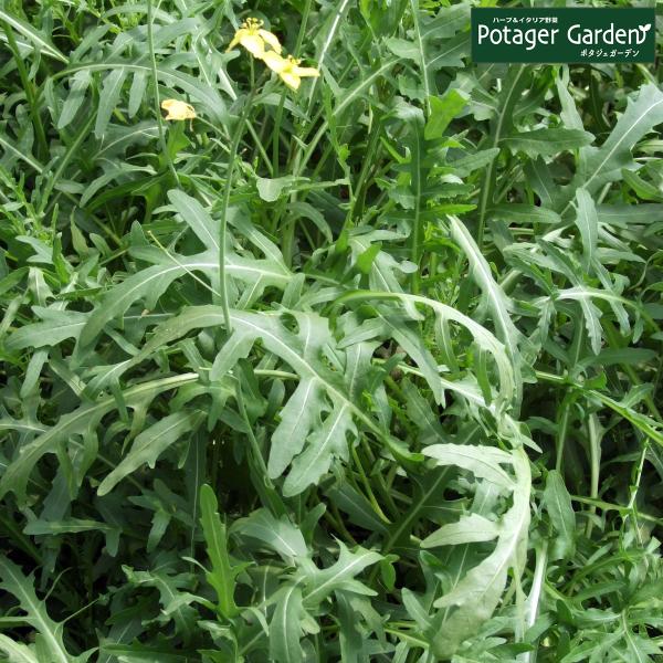 ハーブ 苗 ルッコラ ロケットサラダ（種類 栽培 ハーブガーデン ハーブティー 花 ガーデニング 栽...