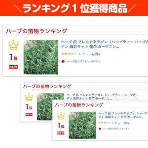 ハーブ 苗 フレンチタラゴン(種類 栽培 ハー...の詳細画像1