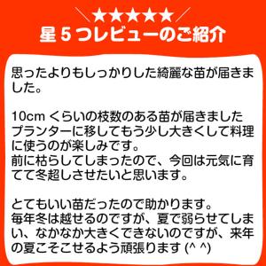 ハーブ 苗 フレンチタラゴン(種類 栽培 ハー...の詳細画像2