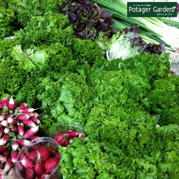 野菜 苗 ロロビオンタ レタス（種類 栽培 ハーブガーデン ハーブティー 花 ガーデニング 栽培キッ...