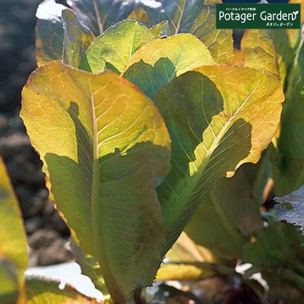 野菜 苗 ロメイン コスレタス（種類 栽培 シーザーサラダ 向け ハーブガーデン ハーブティー 花 ...