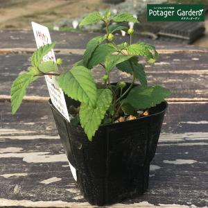 メキシカンセージ苗の商品一覧 通販 Yahoo ショッピング