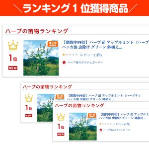 ハーブ 苗 アップルミント(種類 栽培 ハーブ...の詳細画像1