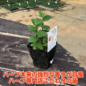 ハーブ 苗 アップルミント(種類 栽培 ハーブ...の詳細画像2