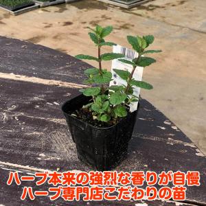 ハーブ 苗 アップルミント(種類 栽培 ハーブ...の詳細画像3