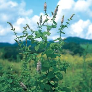 ハーブ 苗 アップルミント(種類 栽培 ハーブ...の詳細画像4