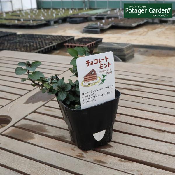 ハーブ 苗 チョコレートミント（ハーブティ ハッカ油 虫除け グリーン 鉢植え 栽培方法 育て方 使...