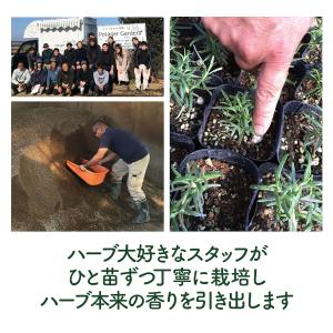 ハーブ 苗 チョコレートミント(ハーブティ ハ...の詳細画像4