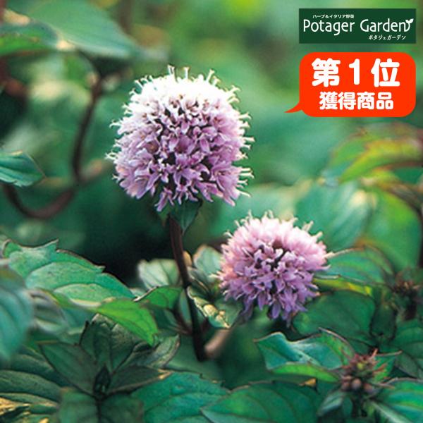 ハーブ 苗 オーデコロンミント（虫除け 種類 栽培 ハーブティー  ハーブガーデン ミントオイル 育...